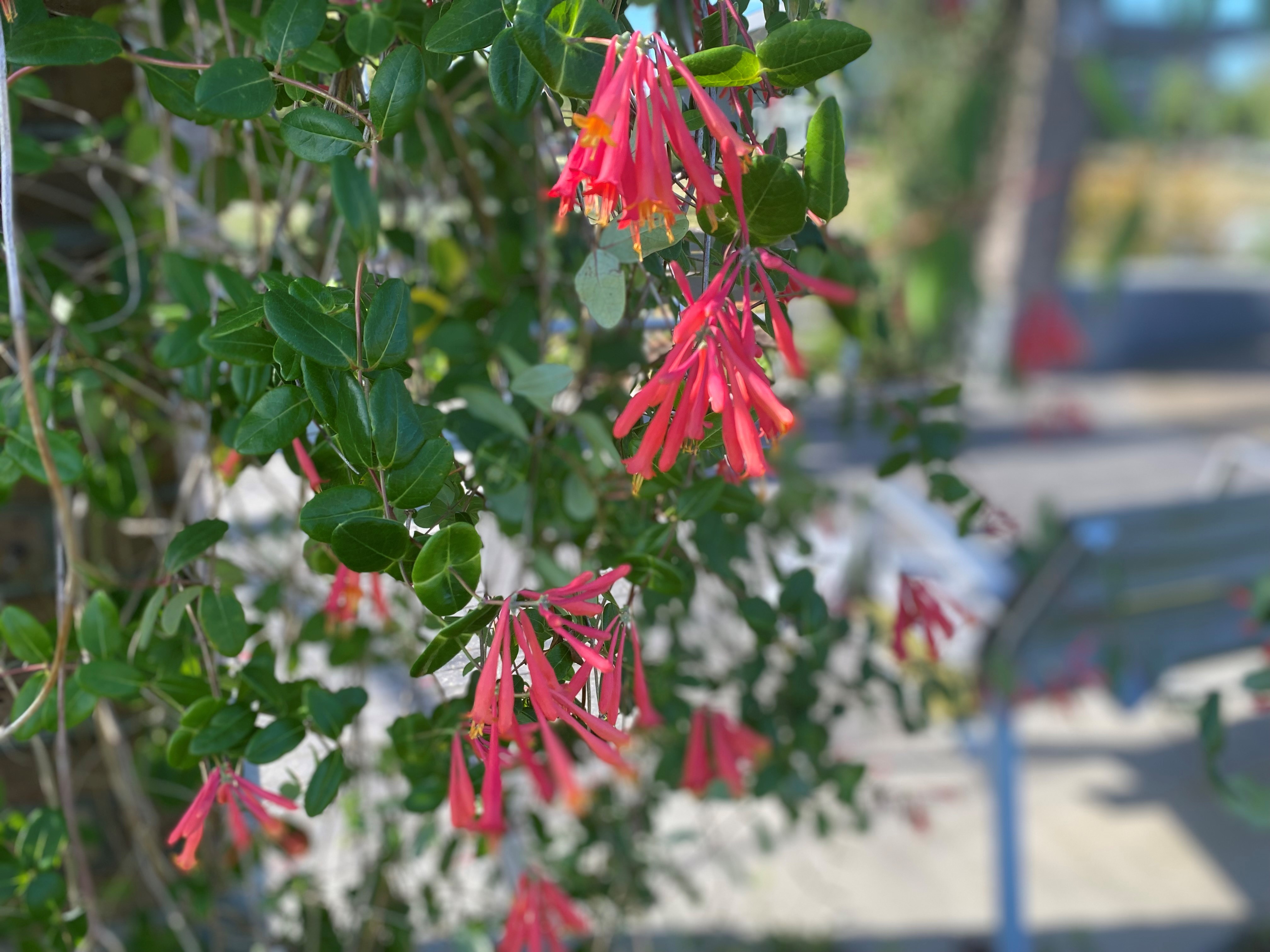 Coral honeysuckle.